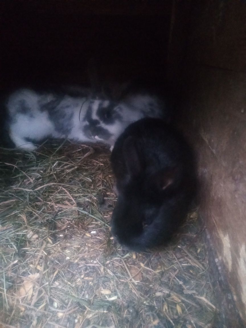 Króliki rasy mieszane i miniaturki