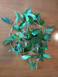 Planta pothos / jibóia com haste 3 m + haste 25 cm