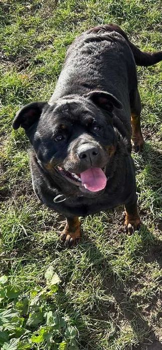 Kluska - suczka w typie rottweilera do adopcji!