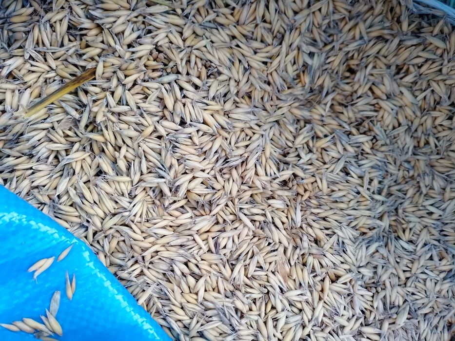 Owies 20 kg dla ptaków królika świnki