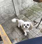 Piesek roczny Shih tzu