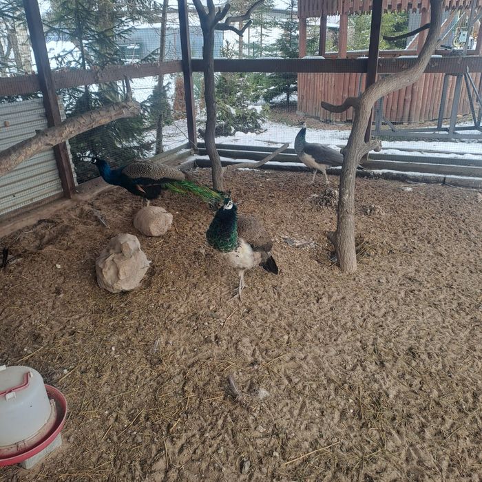 Sprzedam pawia samca