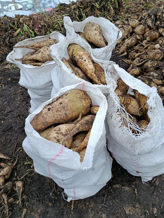 Продам буряк кормовий.