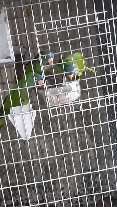 Conures de cabeça azul