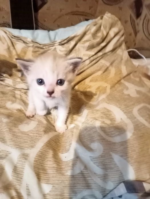 Котики муркотики.