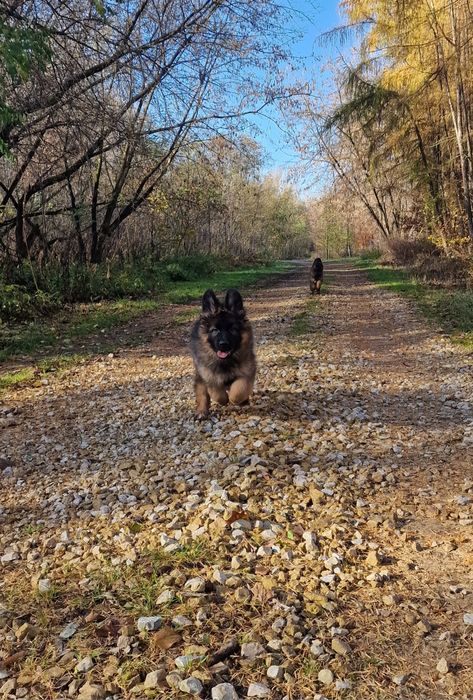 Owczarek niemiecki długowłosy suczka ZKwP wilczaste umaszczenie