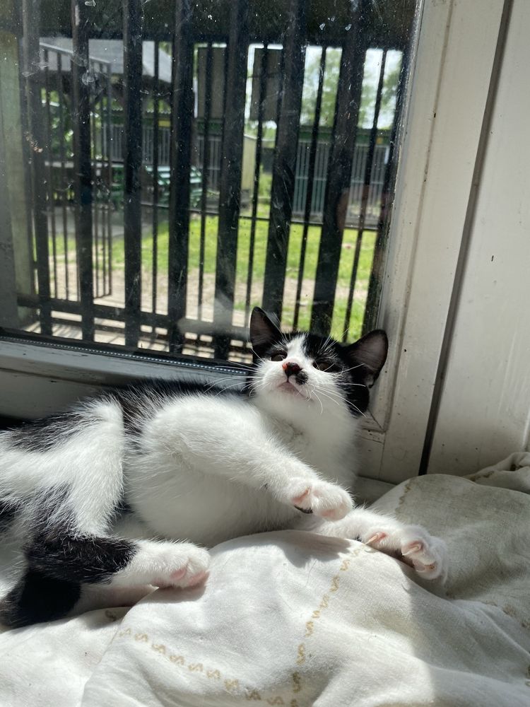 Towarzyska i urocza Charlotte do świadomej adopcji