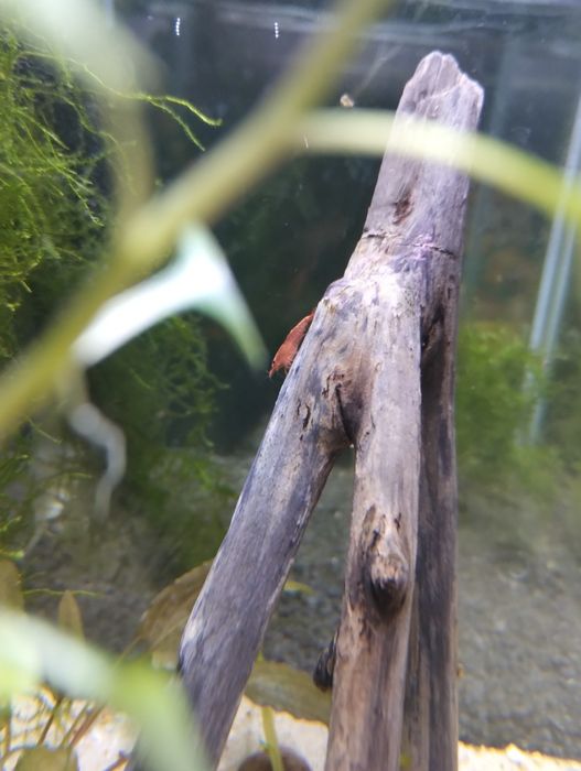Aktualizacja. Akwarium krewtkarium, pakiet 3szt.