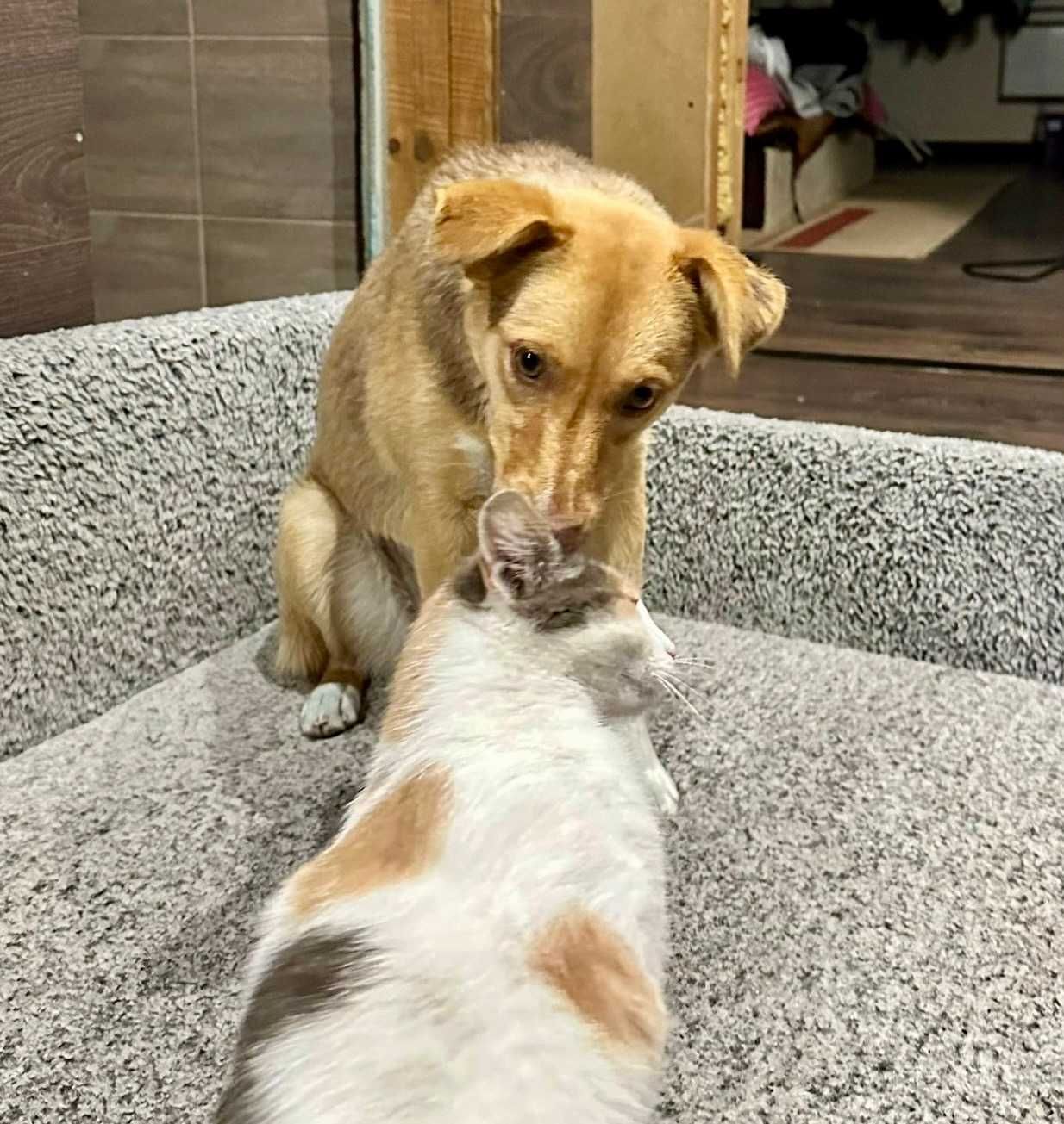 FOXY mała sunia 9 kg może mieszkać  z KOTAMI. Uratowana w Bułgarii