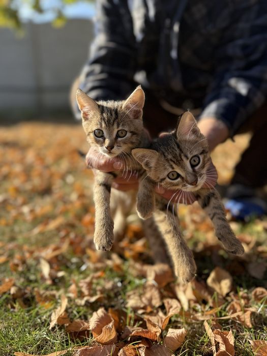 Віддам пухнастий релакс в добрі руки