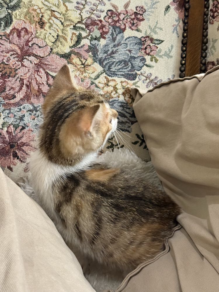 Kotki do adopcji