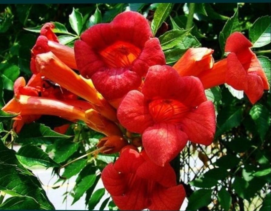 Milin Flamenco, duży krzew.