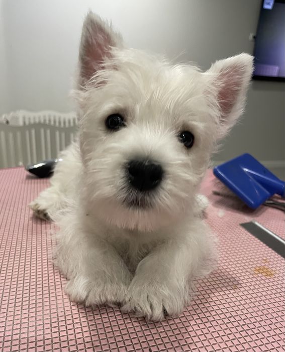 Вест Хайленд Вайт терєр