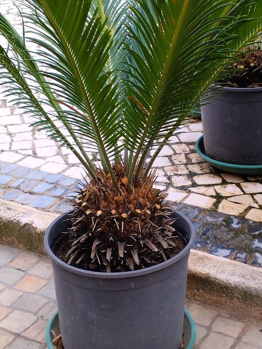 Ciccas revolutas Ornamentais