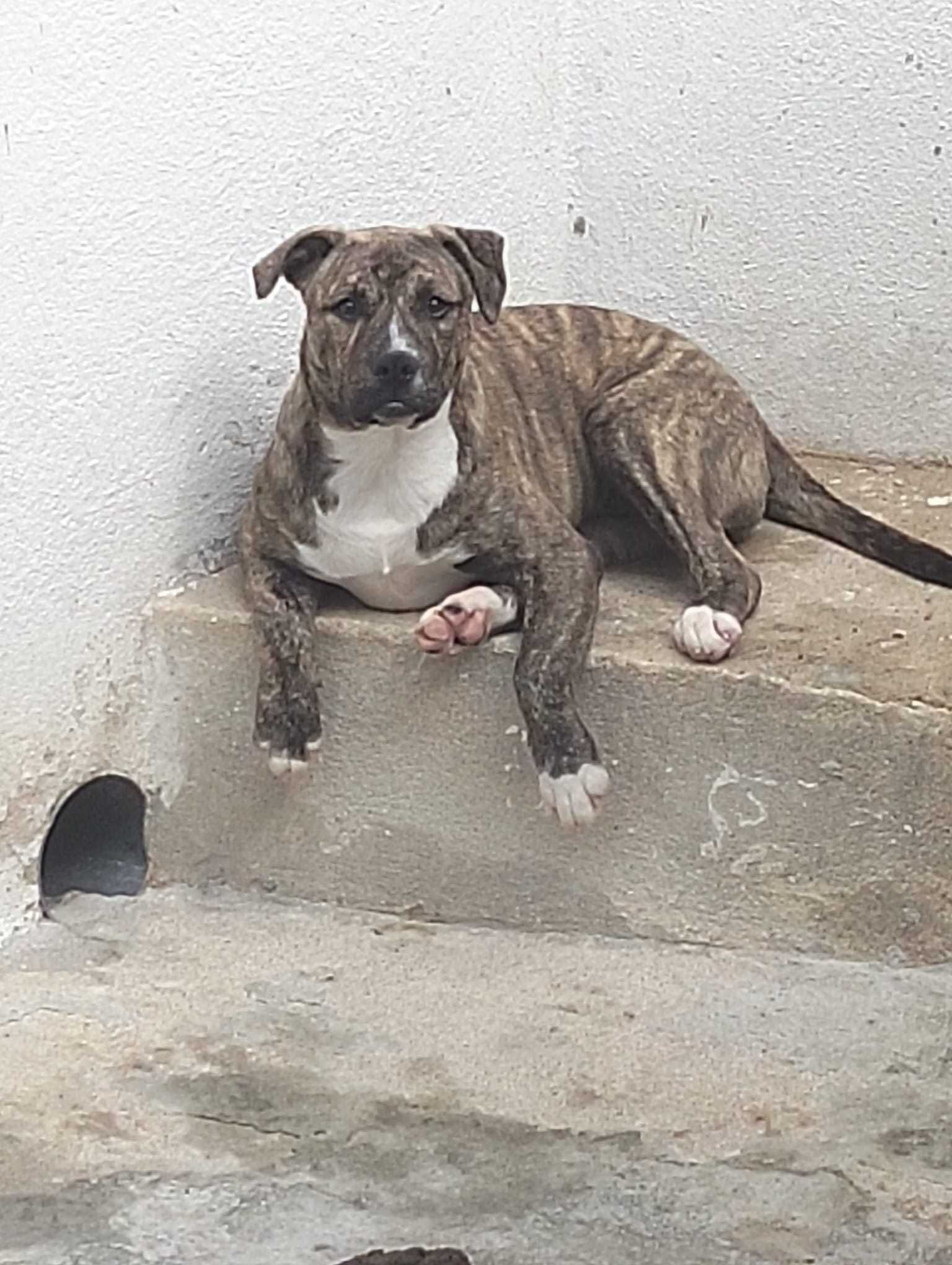 Casal disponível