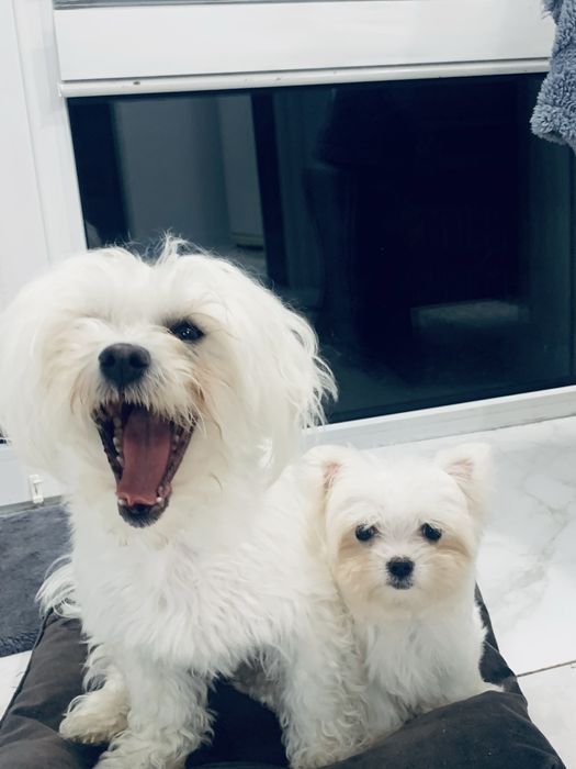 Мальтійська болонка