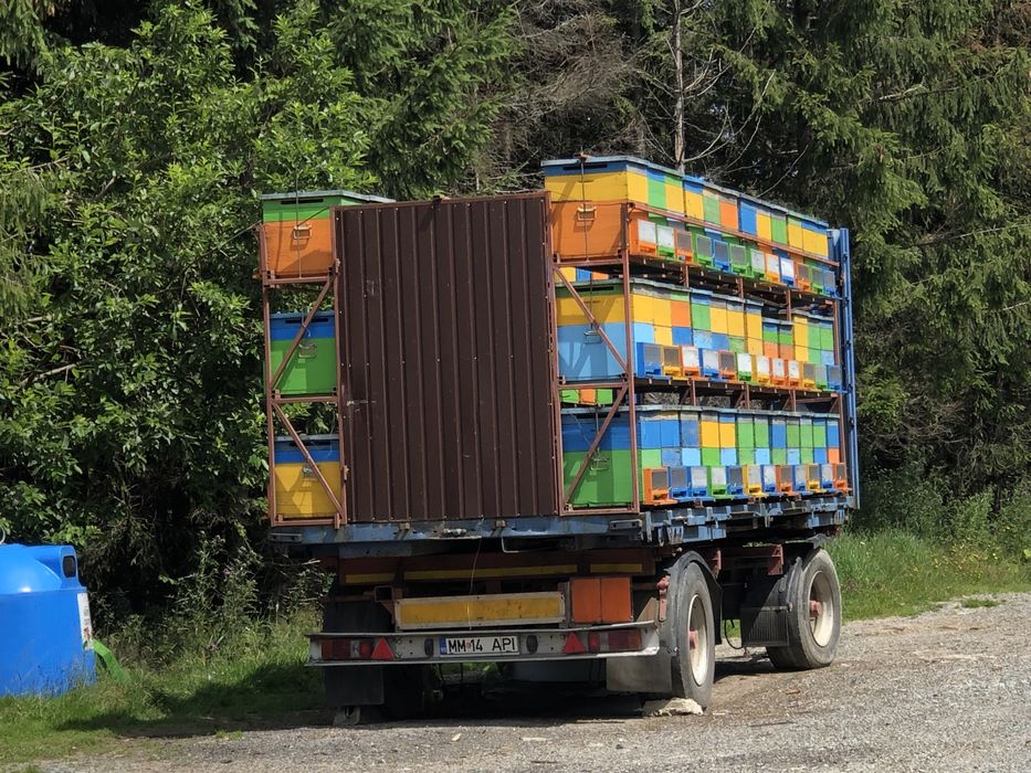 Pszczoly odklady rodziny przezimowane pszczele ramka wielkopolska