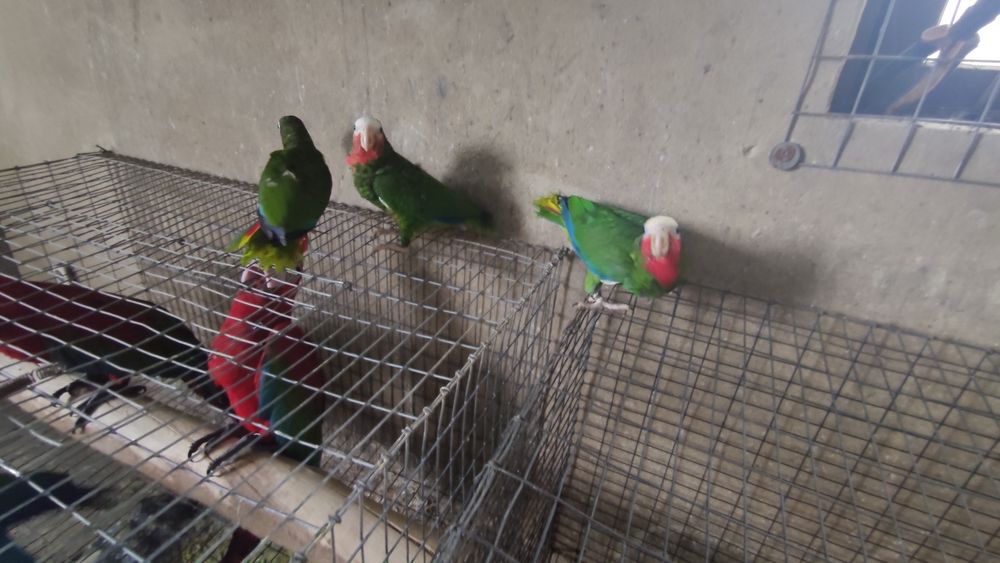 Papagaio cubano amazonas leucocephala