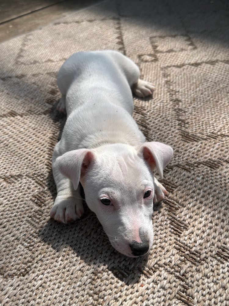Jack Russel Terrier ostatni szczeniak suczka