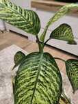 Difenbachia 'tropic snow' kwiat domowy doniczkowy, nie monstera, super