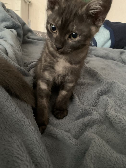 Віддам кошенятко в добрі руки