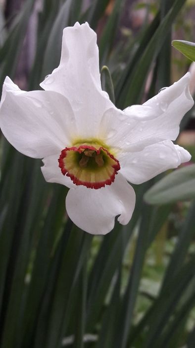 Квітка    нарцисс