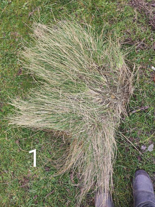 Kostrzewa sina 3 duże kępy