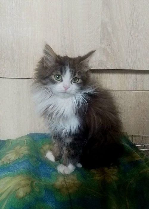 Котенок в поисках семьи. Пушистые котята ищут дом