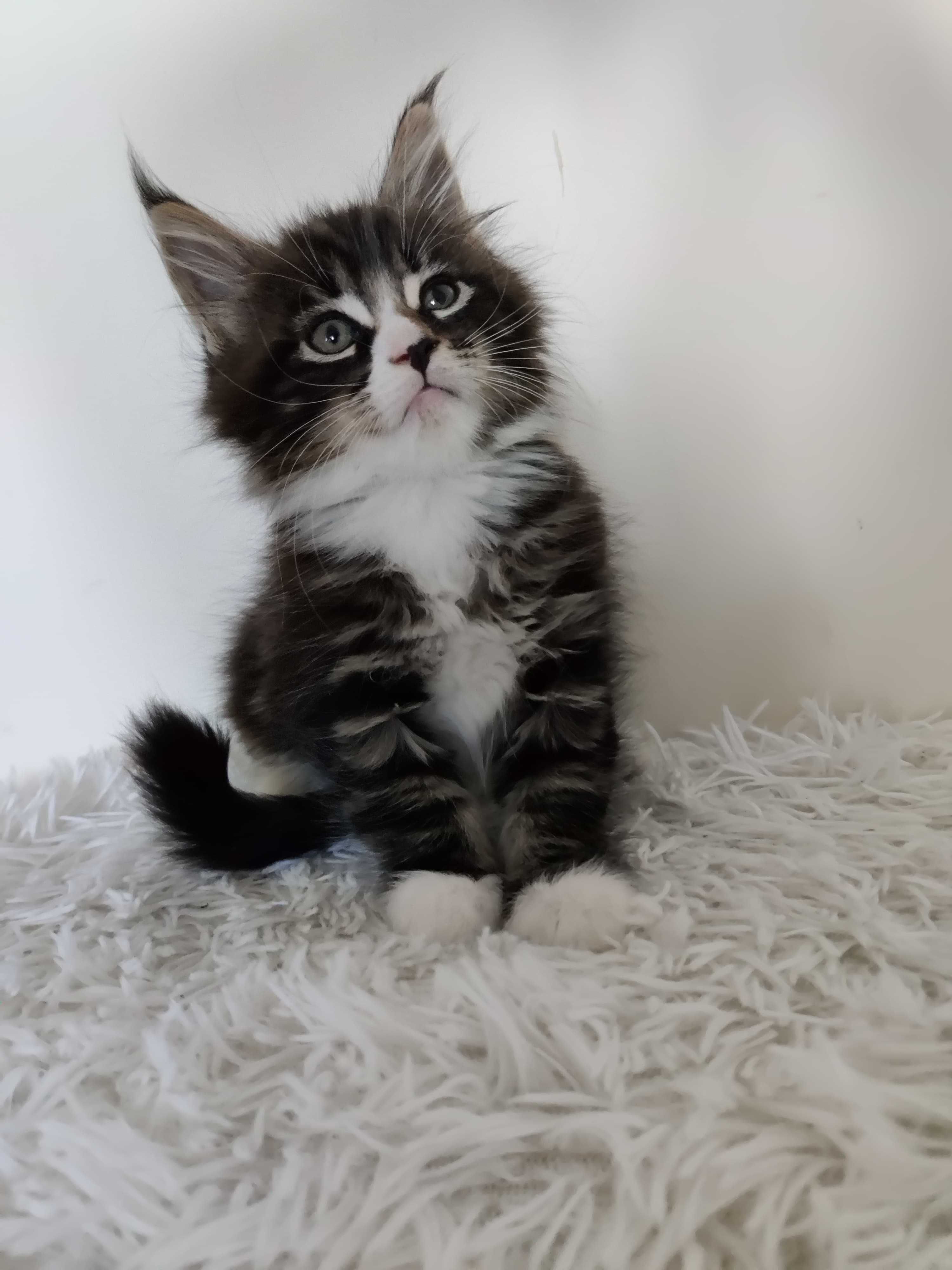 Maine Coon /FPL / kocurek