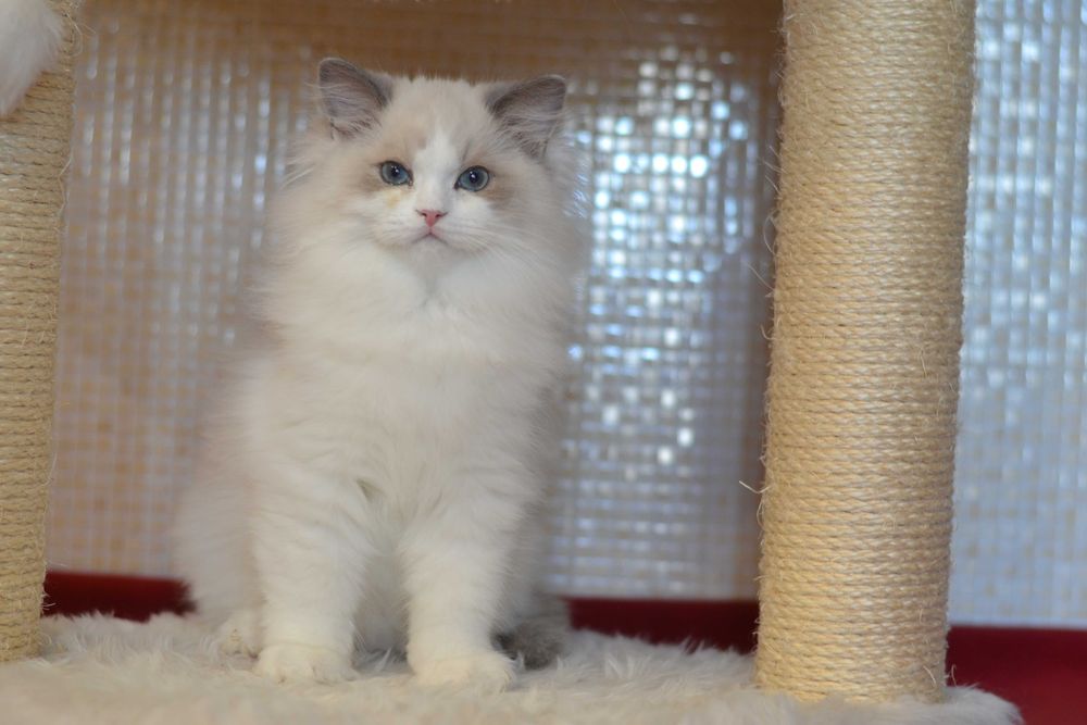 Котик породи Регдолл з розплідника