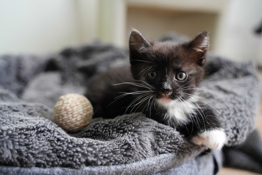 2 miesięczny kocurek do adopcji