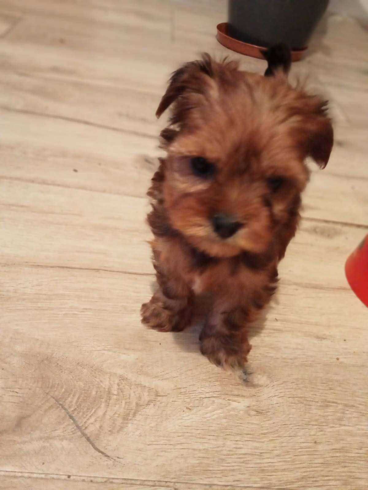 Yorkshire terrier piesek