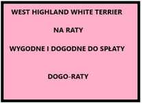 West Highland White Terrier