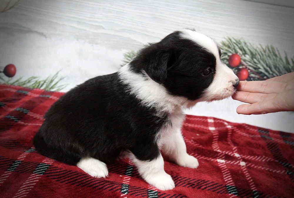 Border collie suczka czarno biała po zdrowych rodzicach