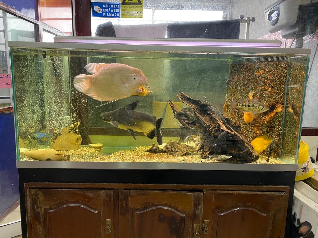 Peixes gigantes lindos