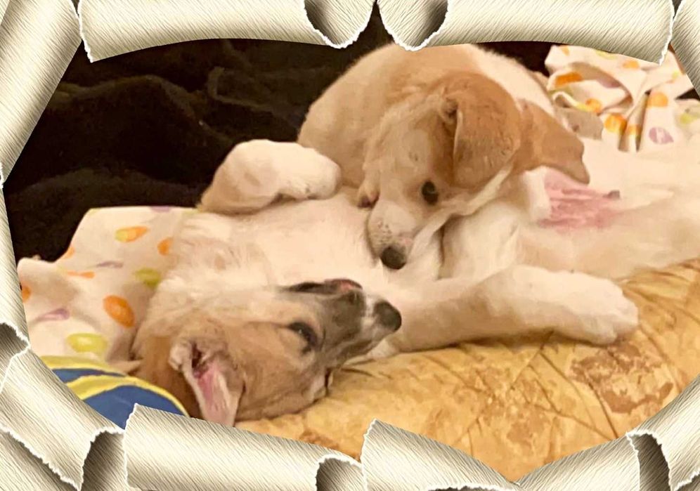 цуценя віддам щенка дівчата крупні щеплені