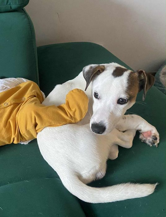 Jack Russel Terrier