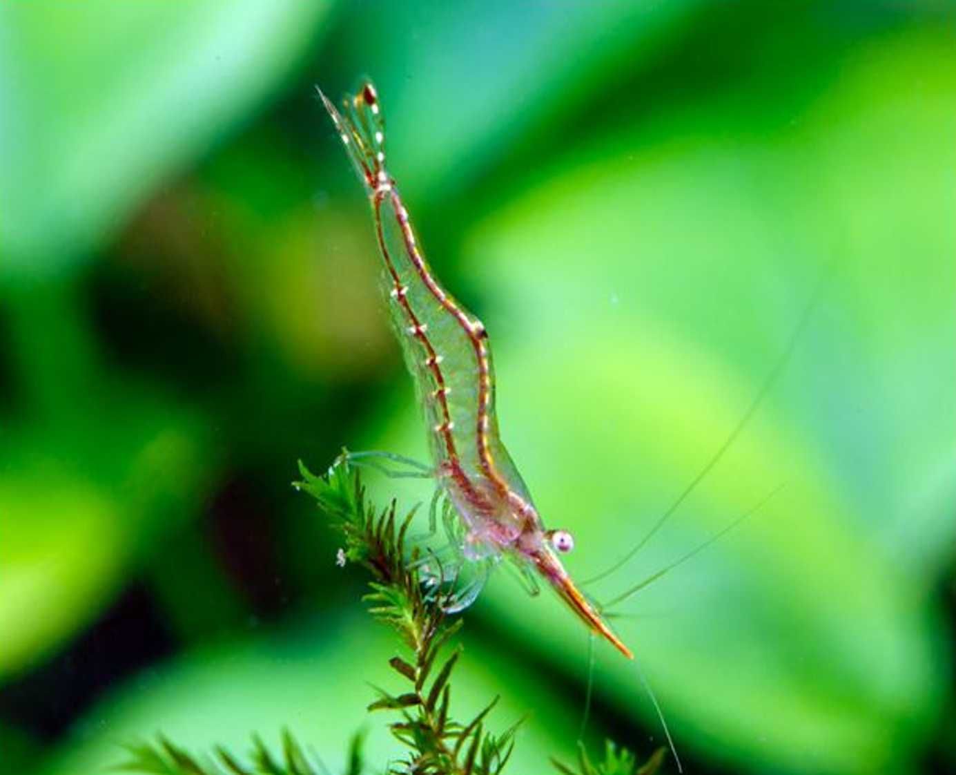 Krewetka PINOKIO - Caridina gracilirostris - RED NOSE - dowóz, wysyłka