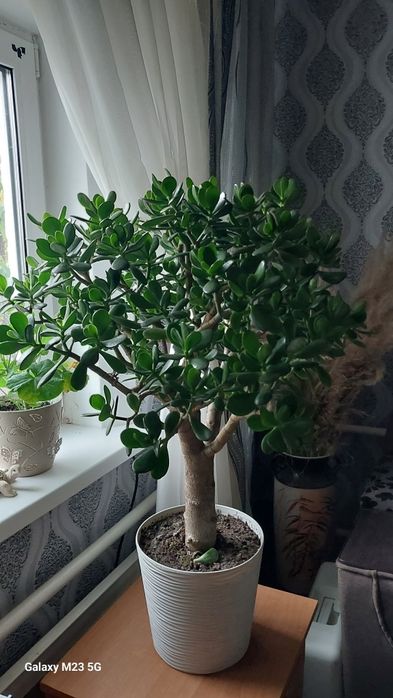 Вазон Товстянка(грошове)