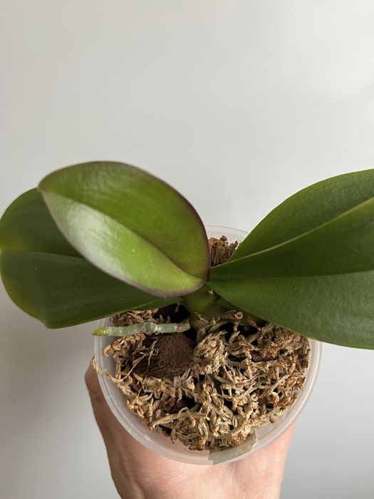 Фаленопсис Star Buster