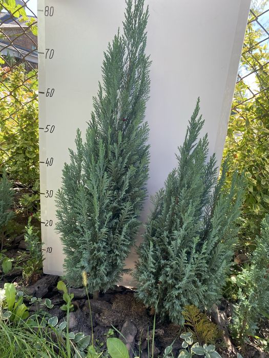 Кипарисовики Лавсона Елвуді і горохоплідний Булевард