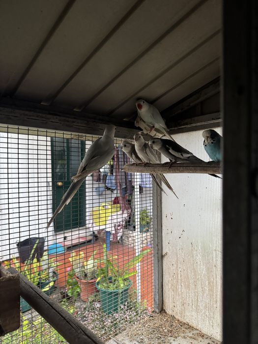 Vendo caturras e piriquitos