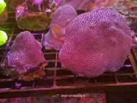 Porites Koralowiec. Morskie
