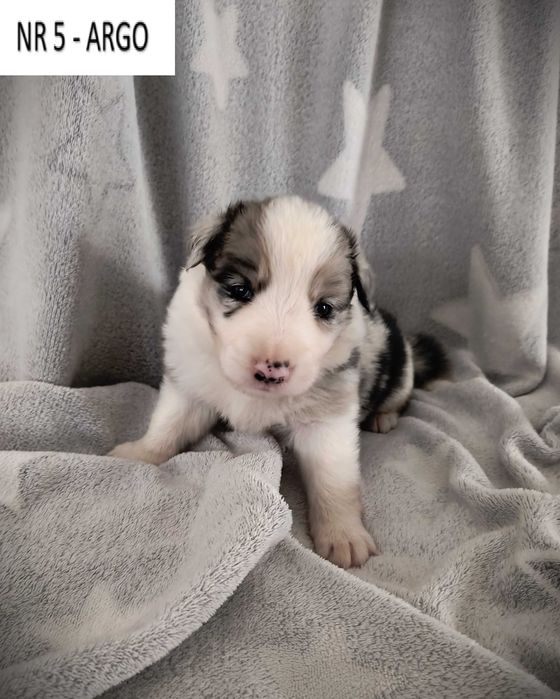 Piękny piesek Border Collie - Blue Merle nr 5 - ARGO