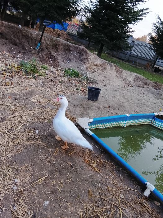 Sprzedam kaczki żywe lub tuszki