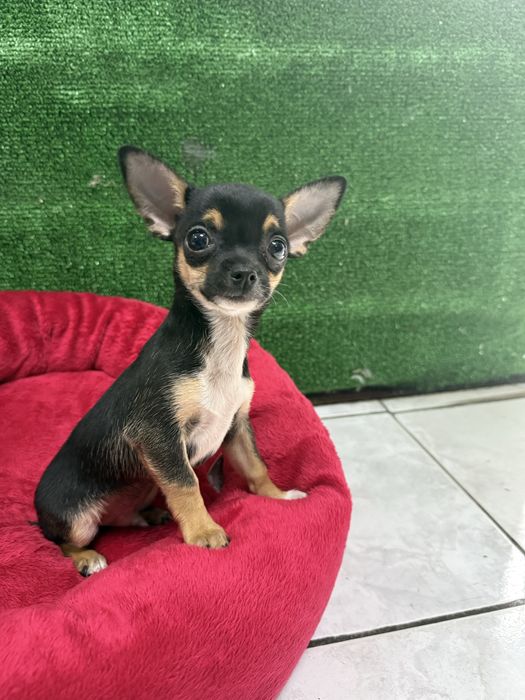 Chihuahua miniatura