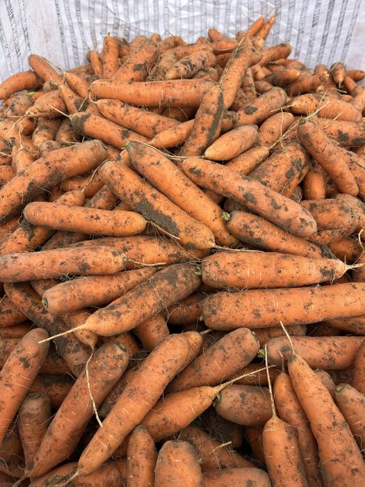 Marchew od rolnika worek nerac