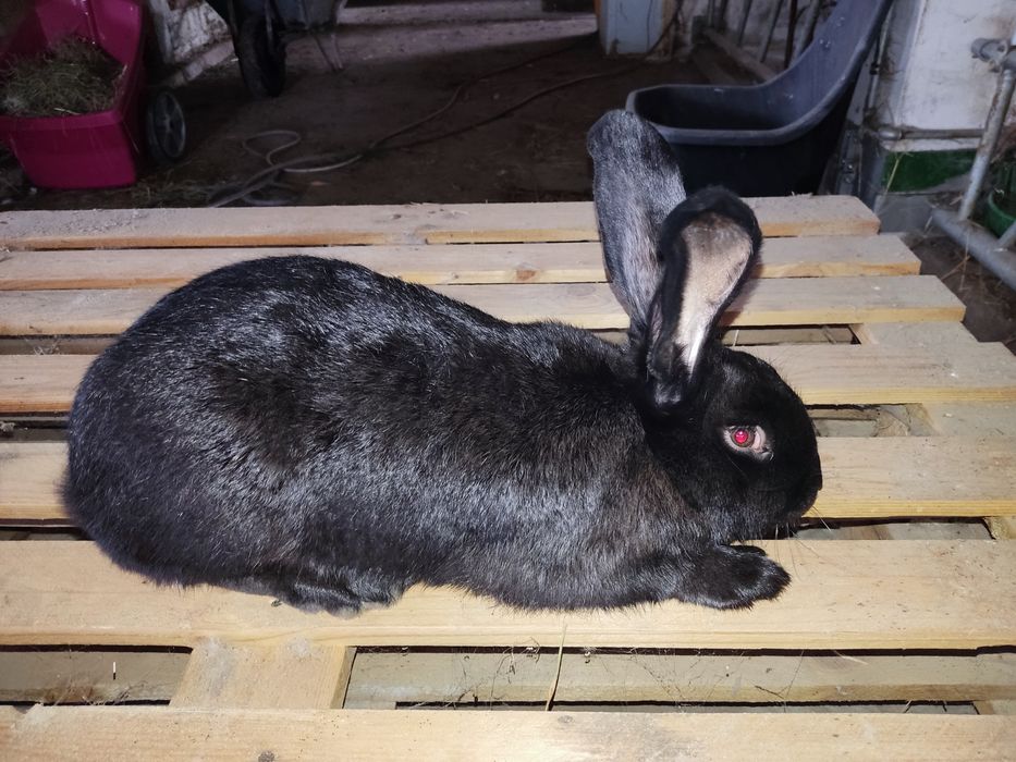 Srokacz Olbrzym czarny