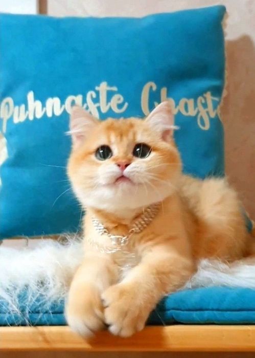 Золота британська шиншилла ny12