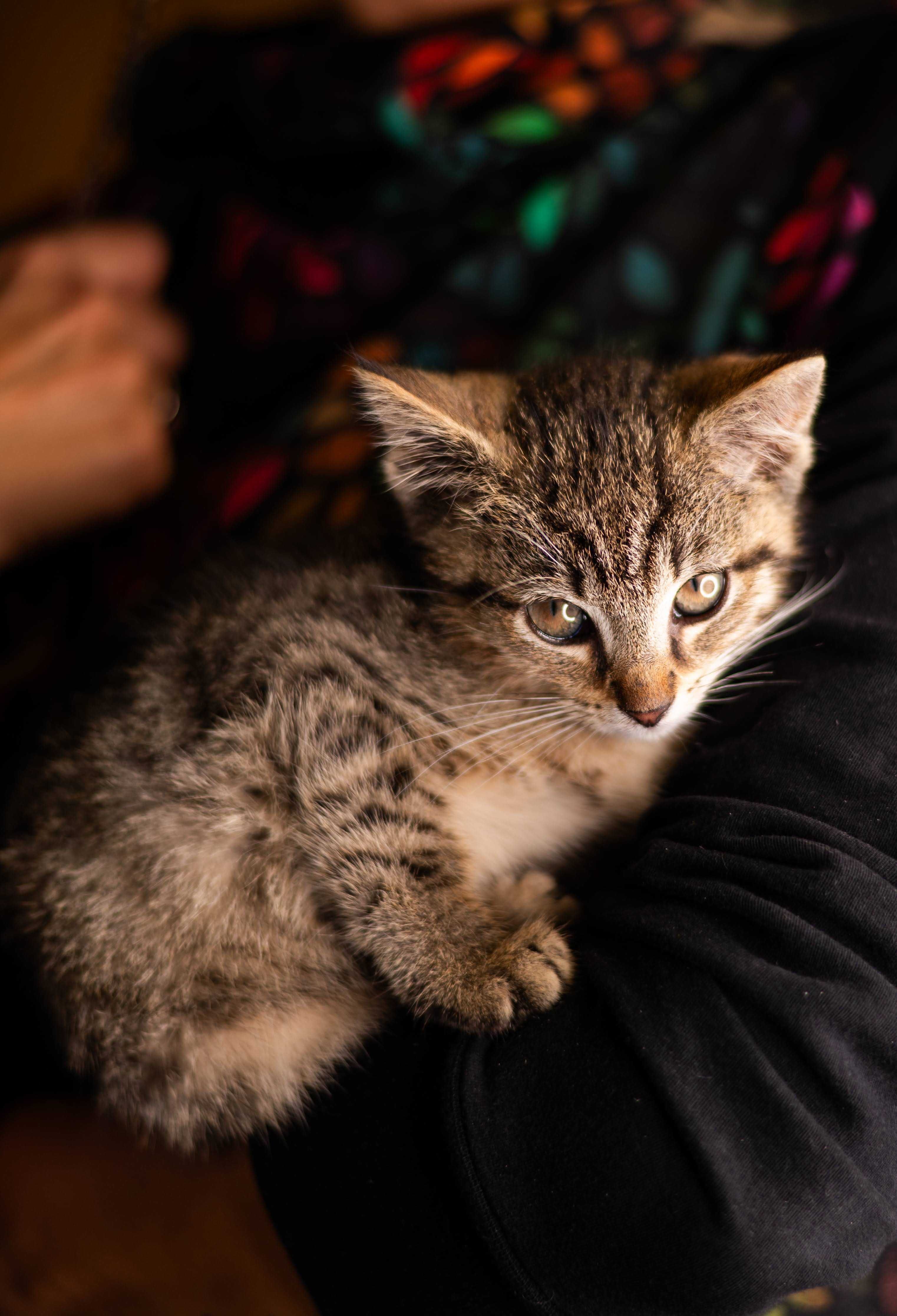 JEŻYK kocurek do adopcji